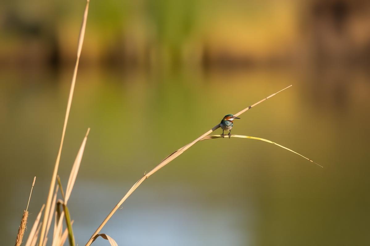 Bird perched on a reed beside the dam